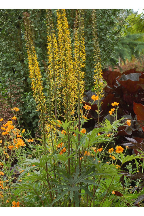 Języczka 'Dragon Wings' Ligularia