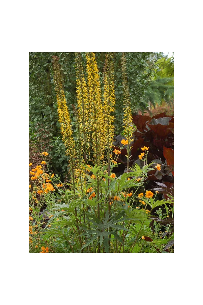 Języczka 'Dragon Wings' Ligularia