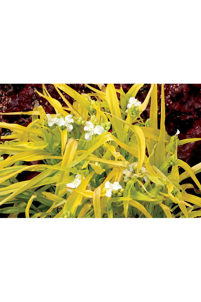 Trzykrotka 'Angelic Charm' Tradescantia