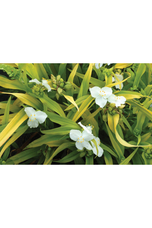 Trzykrotka 'Angelic Charm' Tradescantia