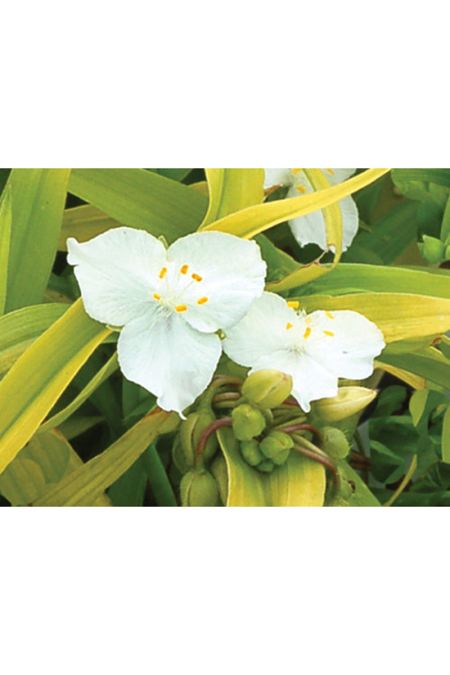 Trzykrotka 'Angelic Charm' Tradescantia