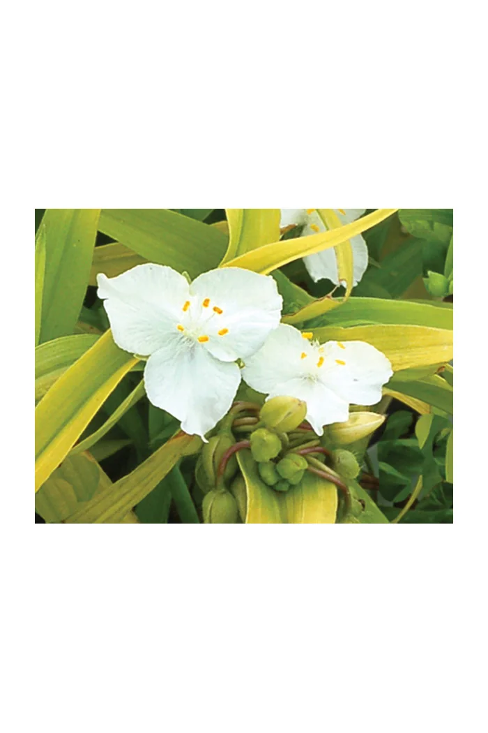 Trzykrotka 'Angelic Charm' Tradescantia