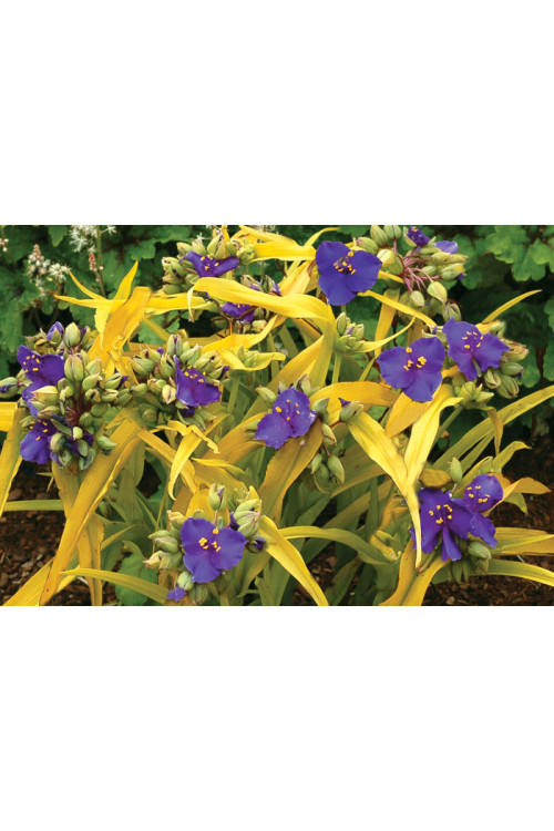 trzykrotka, Tradescantia