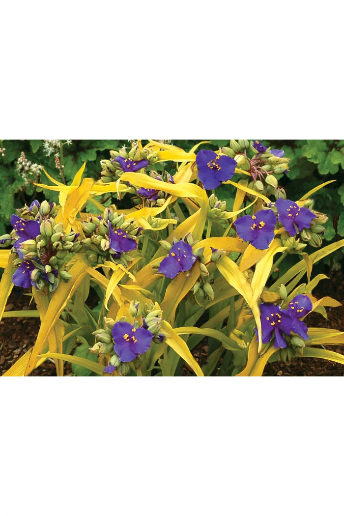 trzykrotka, Tradescantia