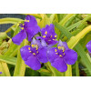 trzykrotka, Tradescantia