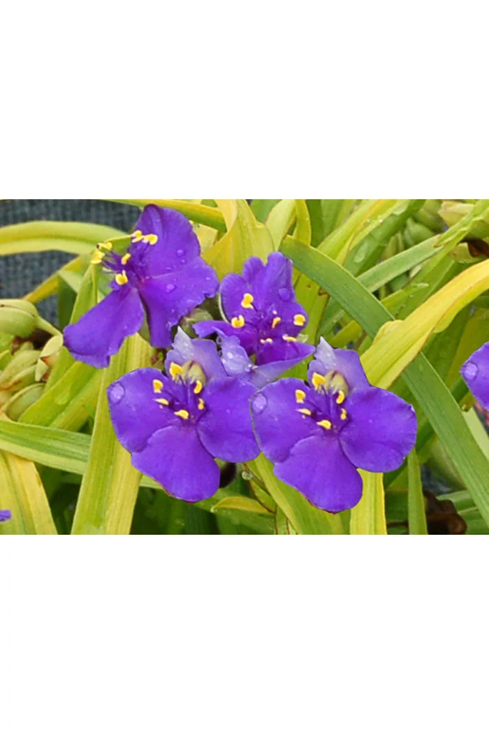 trzykrotka, Tradescantia