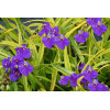 trzykrotka, Tradescantia