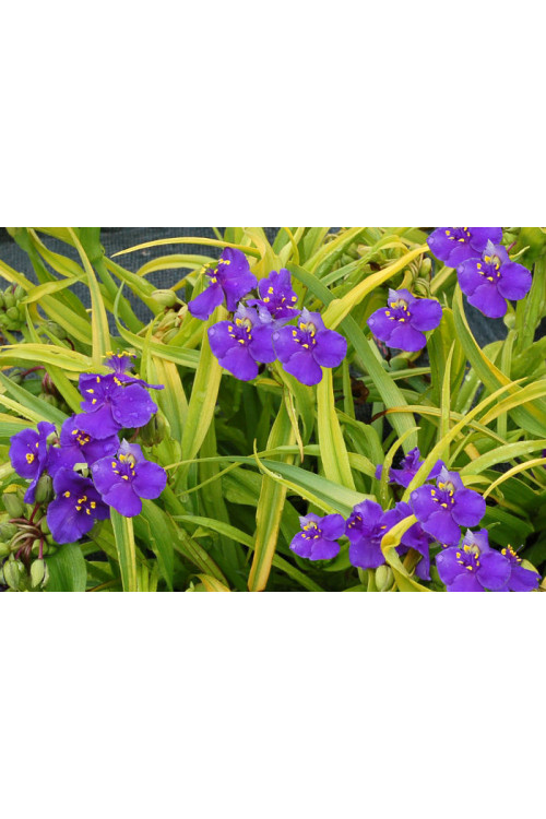 trzykrotka, Tradescantia