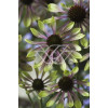 Jeżówka 'Green Envy' Echinacea