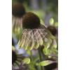 Jeżówka 'Green Envy' Echinacea