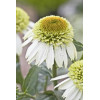 Jeżówka 'Greenline' Echinacea