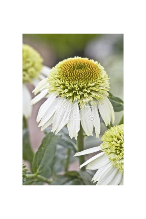 Jeżówka 'Greenline' Echinacea