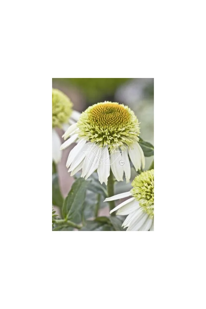 Jeżówka 'Greenline' Echinacea