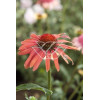 Jeżówka 'Hot Summer' Echinacea