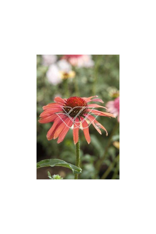 Jeżówka 'Hot Summer' Echinacea