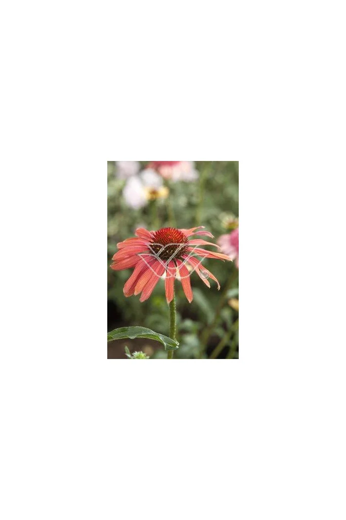 Jeżówka 'Hot Summer' Echinacea