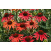 Jeżówka 'Hot Summer' Echinacea