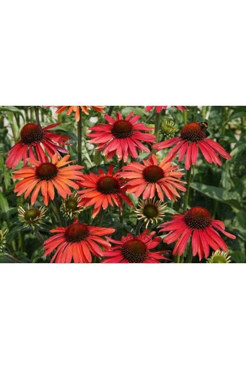 Jeżówka 'Hot Summer' Echinacea