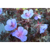 Bodziszek 'Midnight Reiter' Geranium pratense