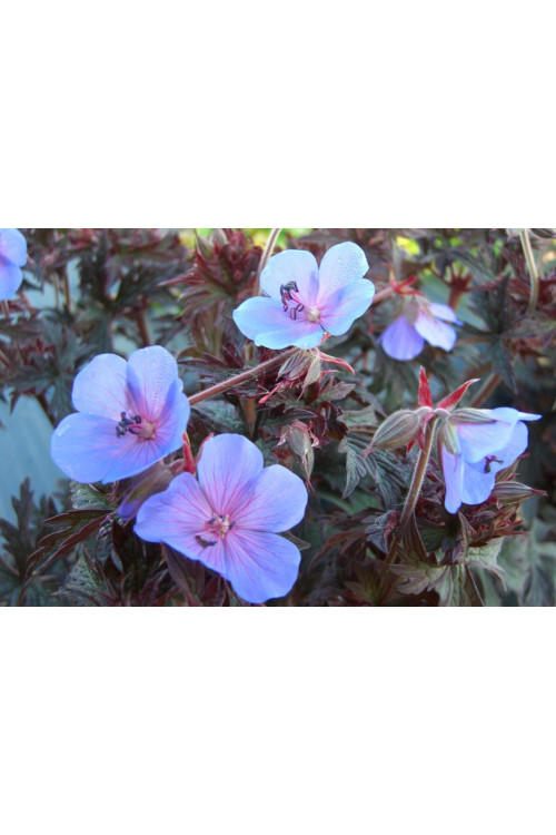 Bodziszek 'Midnight Reiter' Geranium pratense
