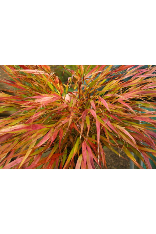 Hakonechloa 'Nicolas' Hakonechloa macra
