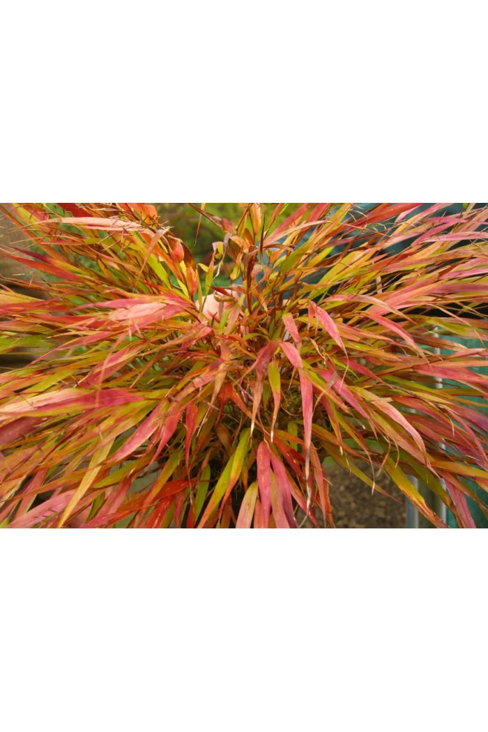 Hakonechloa 'Nicolas' Hakonechloa macra