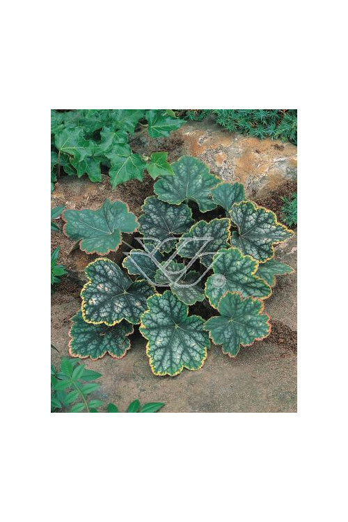 Żurawka 'Beauty Color' Heuchera