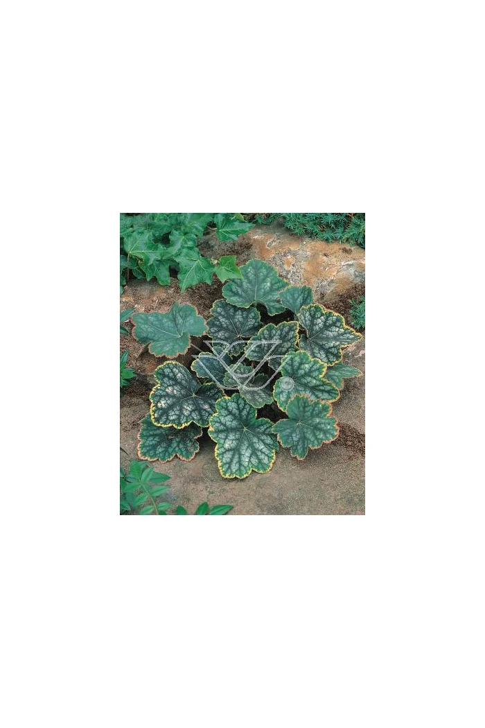 Żurawka 'Beauty Color' Heuchera