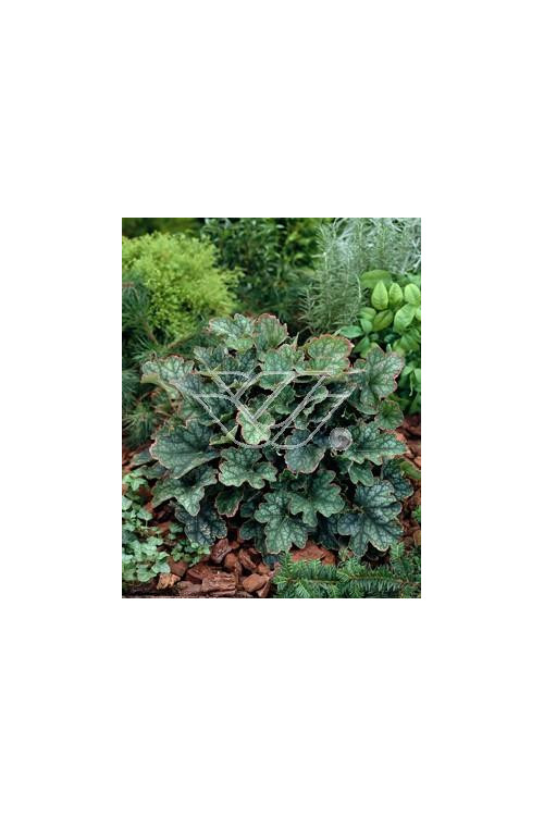 Żurawka 'Beauty Color' Heuchera