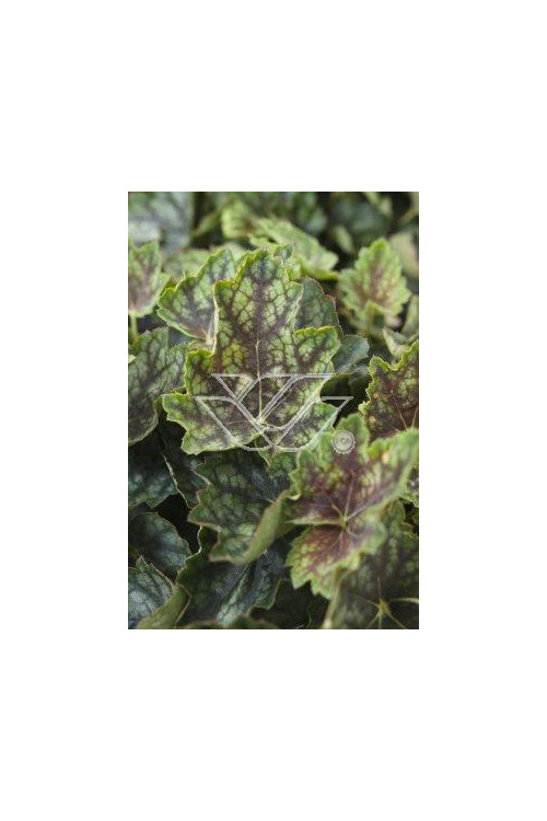 Żurawka 'Beauty Color' Heuchera