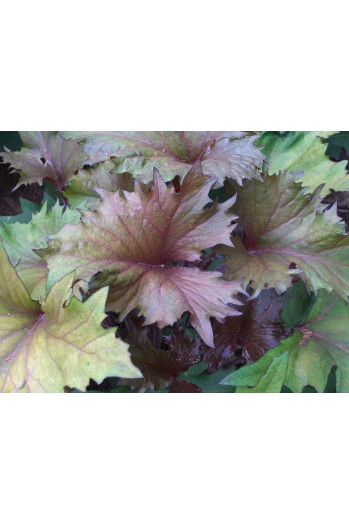 Języczka 'Osiris Cafe Noir' Ligularia