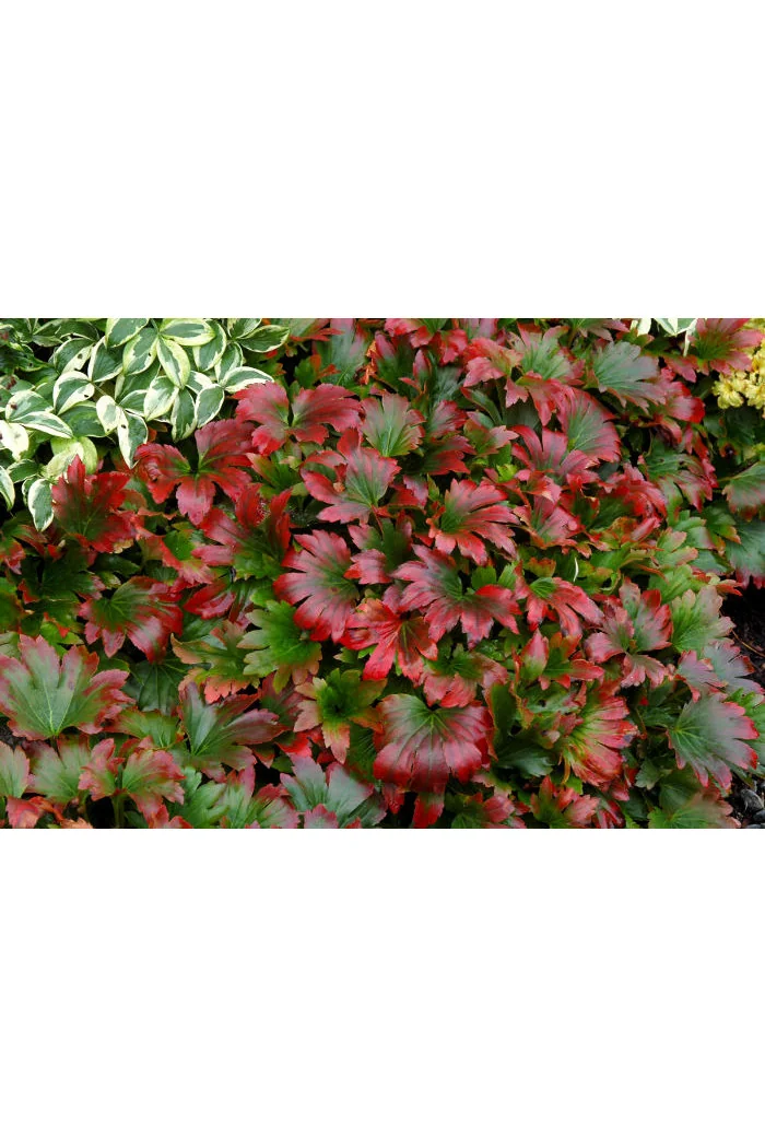 Mukdenia 'Karasuba' | Aceriphyllum