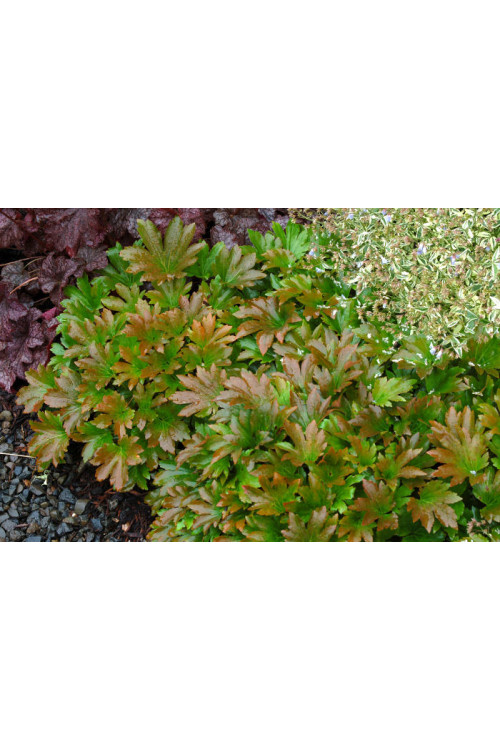 Mukdenia 'Karasuba' | Aceriphyllum