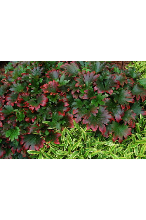 Mukdenia 'Karasuba' | Aceriphyllum