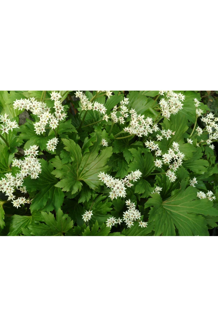 Mukdenia 'Karasuba' | Aceriphyllum