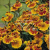 Dzielżan ogrodowy 'Flammenrad' Helenium