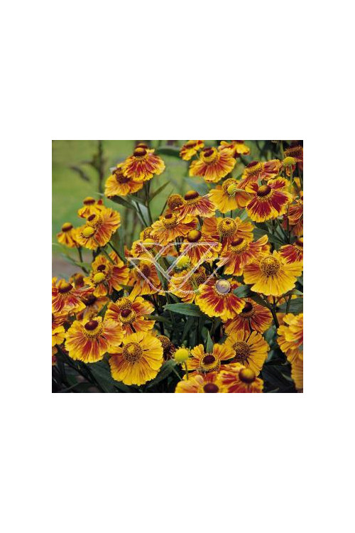 Dzielżan ogrodowy 'Flammenrad' Helenium