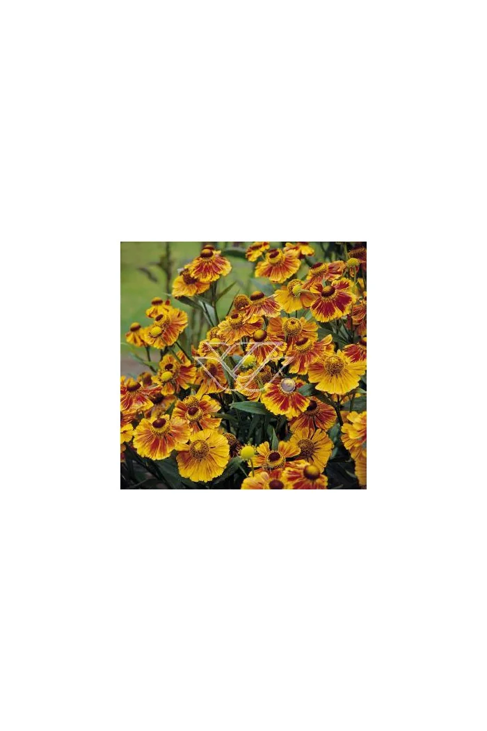 Dzielżan ogrodowy 'Flammenrad' Helenium