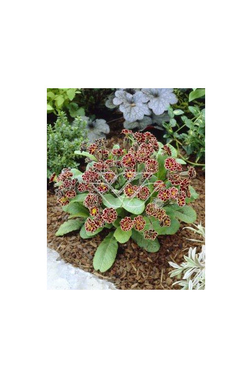 Pierwiosnek 'Elizabeth Killelay' Primula