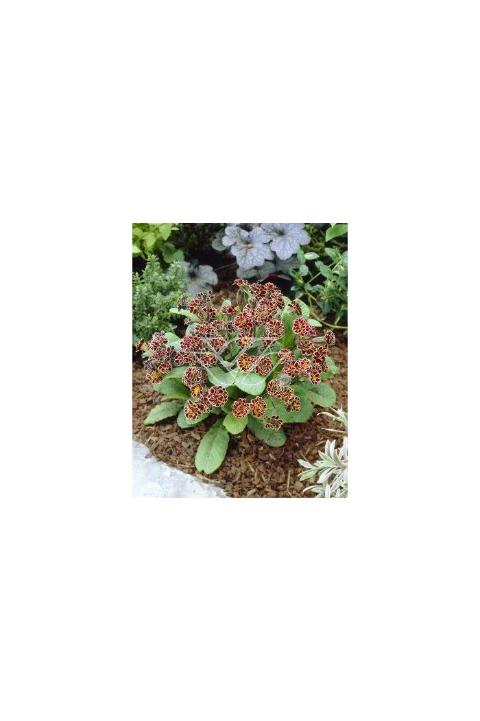 Pierwiosnek 'Elizabeth Killelay' Primula