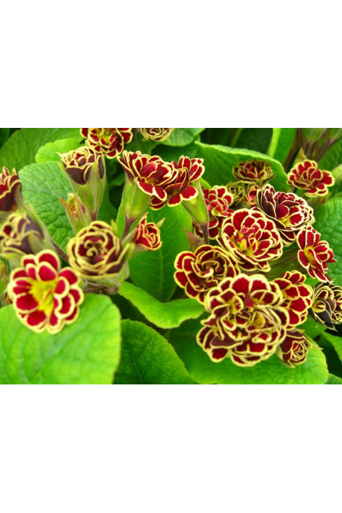 Pierwiosnek 'Elizabeth Killelay' Primula