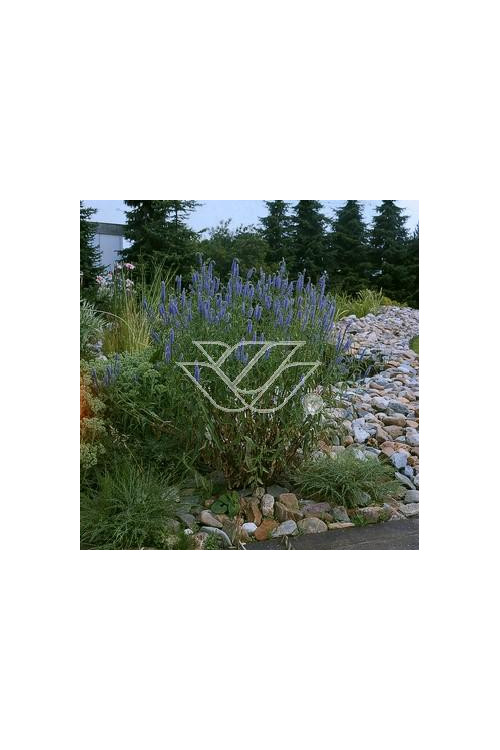 Przetacznik długolistny Veronica longifolia