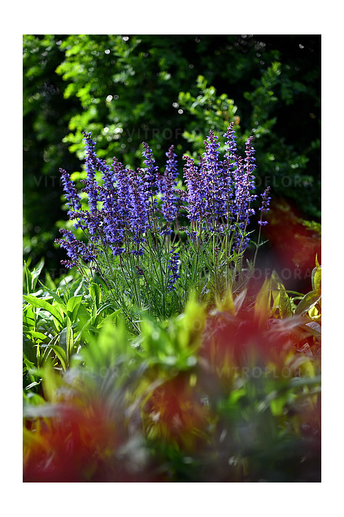 Szałwia omszona 'Carina' | Salvia x hybrida