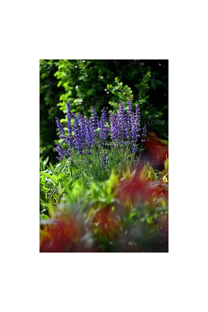 Szałwia omszona 'Carina' | Salvia x hybrida