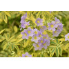 Wielosił 'Gold Feathers' | Polemonium