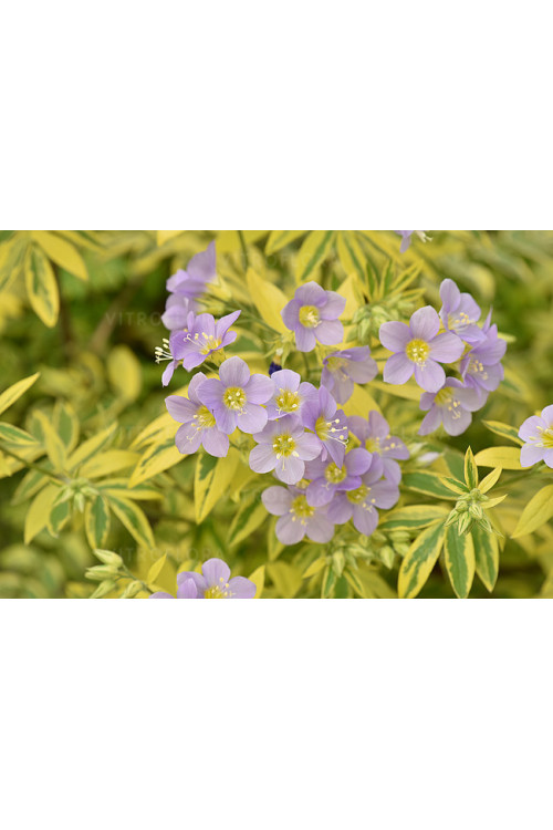 Wielosił 'Gold Feathers' | Polemonium