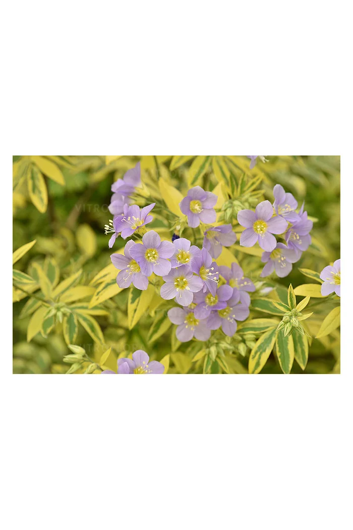 Wielosił 'Gold Feathers' | Polemonium
