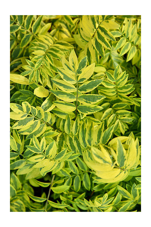 Wielosił 'Gold Feathers' | Polemonium