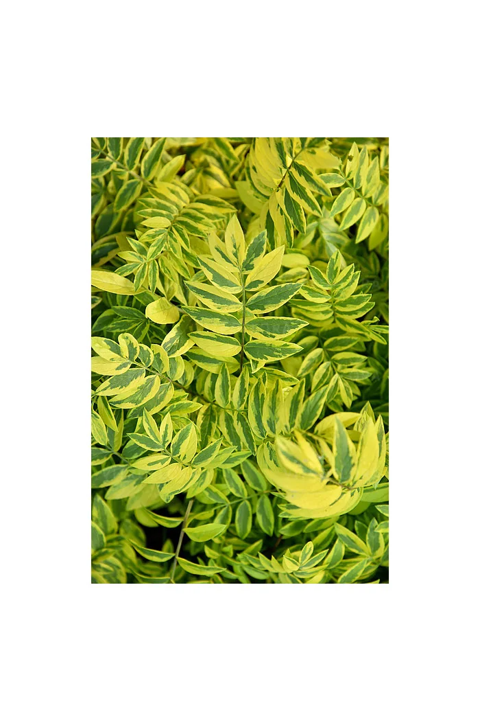 Wielosił 'Gold Feathers' | Polemonium