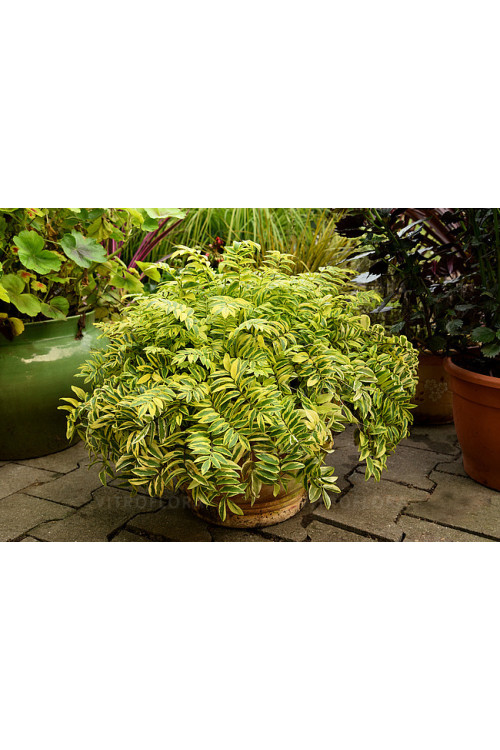 Wielosił 'Gold Feathers' | Polemonium